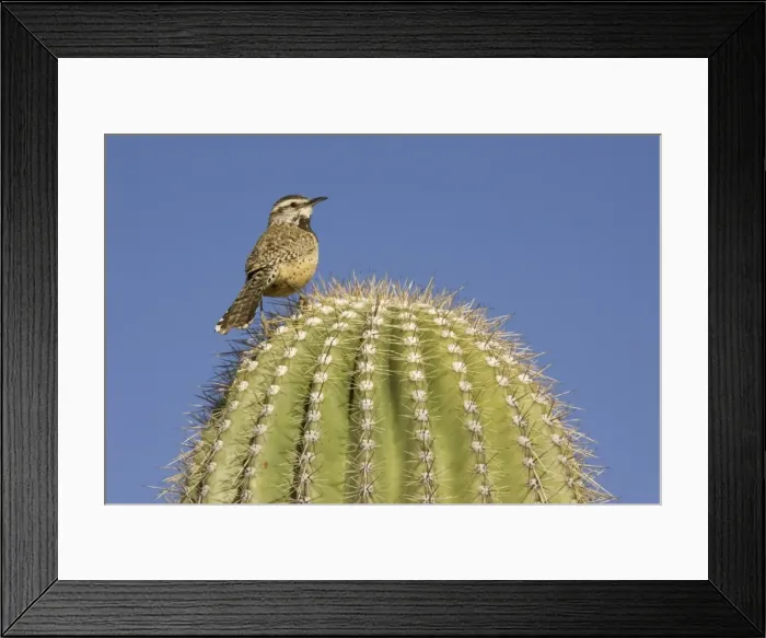 Framed Print : Picture No. 10760864 Framed Print : Picture No. 10760864