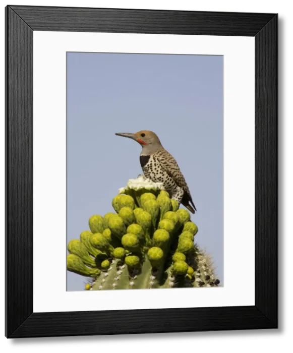 Framed Print : Picture No. 10760867 Framed Print : Picture No. 10760867