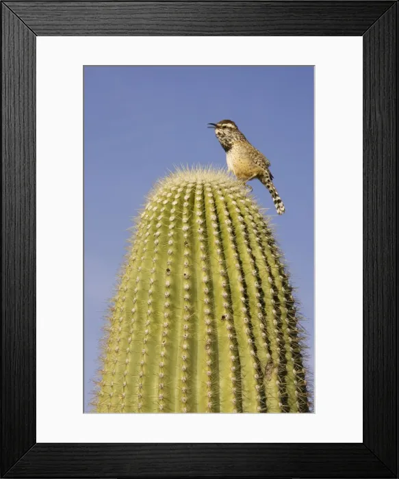 Framed Print : Picture No. 10760865