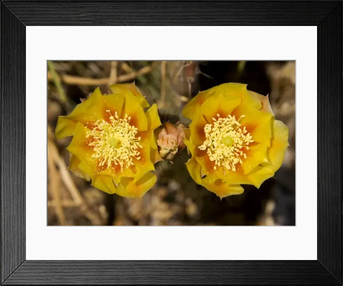 Framed Print : Picture No. 10760870 Framed Print : Picture No. 10760870
