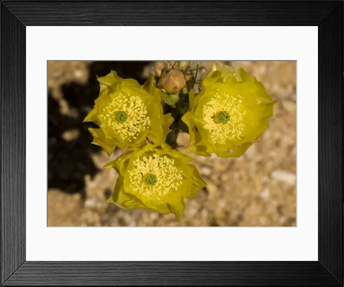 Framed Print : Picture No. 10760871 Framed Print : Picture No. 10760871