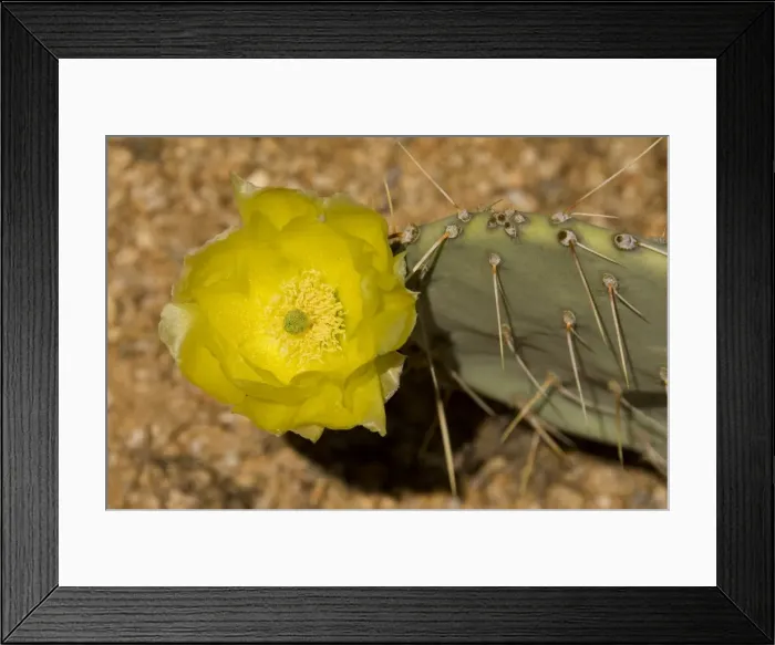 Framed Print : Picture No. 10760872 Framed Print : Picture No. 10760872