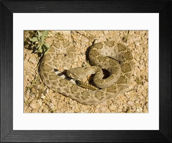 Framed Print : Picture No. 10760874 Framed Print : Picture No. 10760874