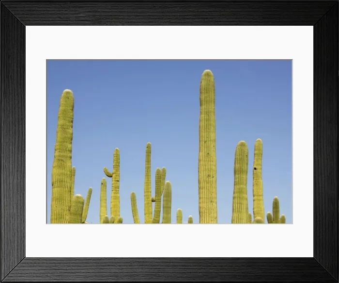 Framed Print : Picture No. 10760879 Framed Print : Picture No. 10760879