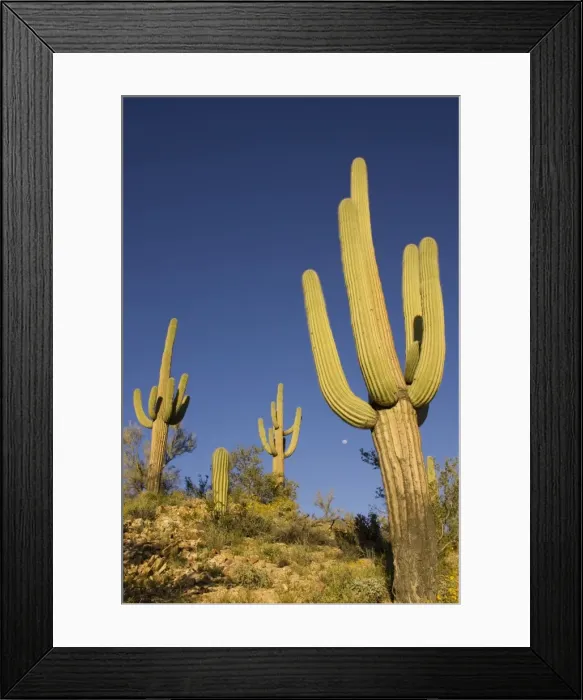 Framed Print : Picture No. 10760880 Framed Print : Picture No. 10760880