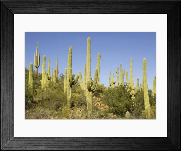 Framed Print : Picture No. 10760883 Framed Print : Picture No. 10760883