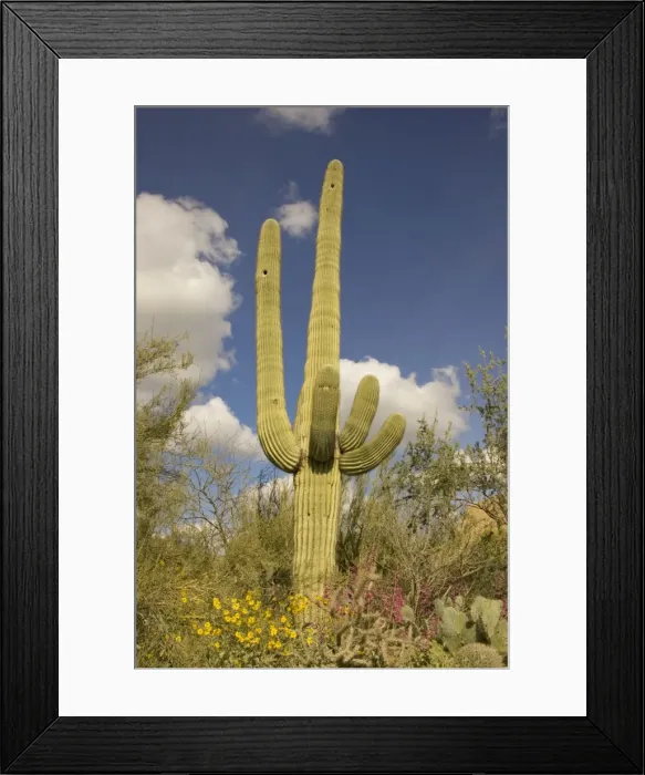 Framed Print : Picture No. 10760878