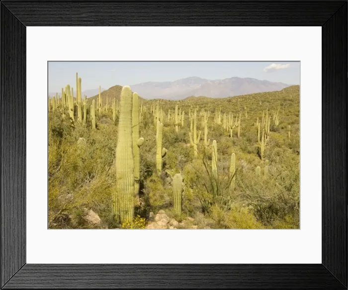 Framed Print : Picture No. 10760884 Framed Print : Picture No. 10760884