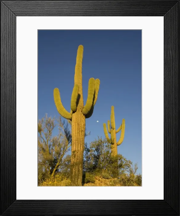 Framed Print : Picture No. 10760881 Framed Print : Picture No. 10760881