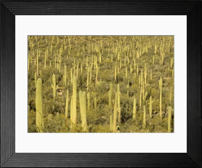 Framed Print : Picture No. 10760886 Framed Print : Picture No. 10760886