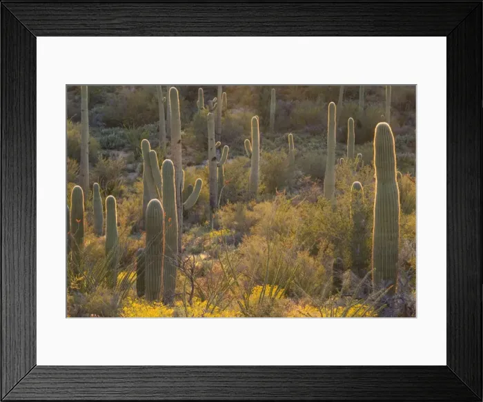 Framed Print : Picture No. 10760888 Framed Print : Picture No. 10760888