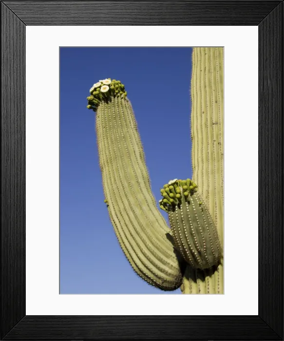 Framed Print : Picture No. 10760894 Framed Print : Picture No. 10760894