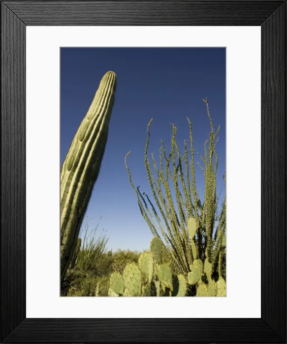 Framed Print : Picture No. 10760896
