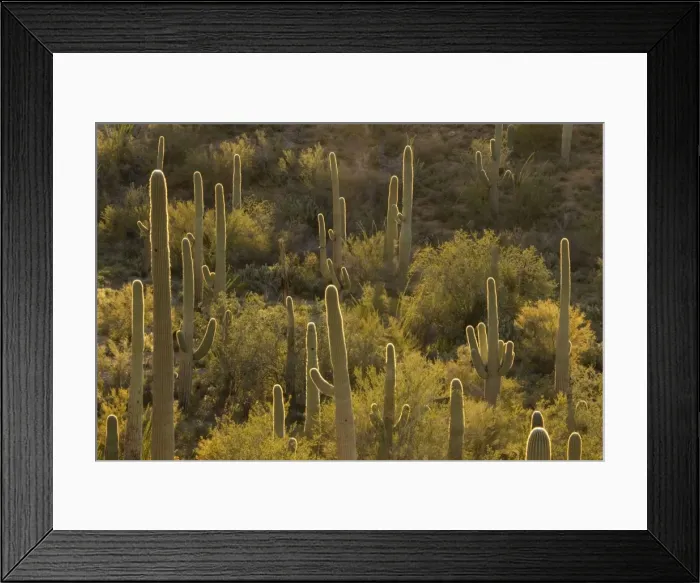 Framed Print : Picture No. 10760887 Framed Print : Picture No. 10760887