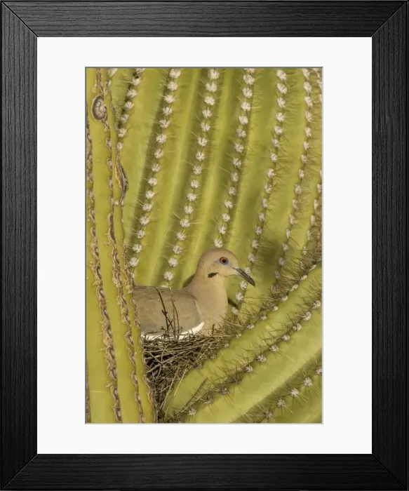 Framed Print : Picture No. 10760897 Framed Print : Picture No. 10760897