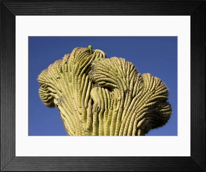 Framed Print : Picture No. 10760895 Framed Print : Picture No. 10760895