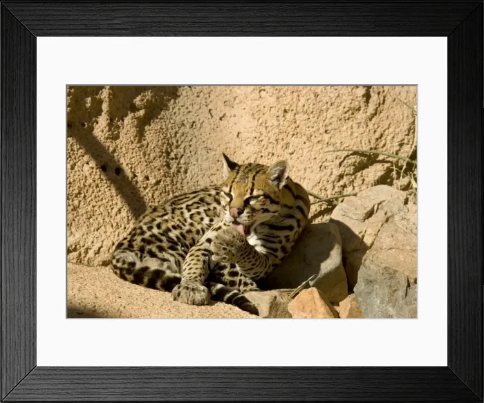 Framed Print : Picture No. 10760925 Framed Print : Picture No. 10760925