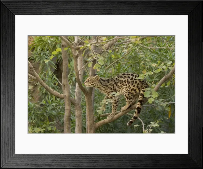 Framed Print : Picture No. 10760927 Framed Print : Picture No. 10760927