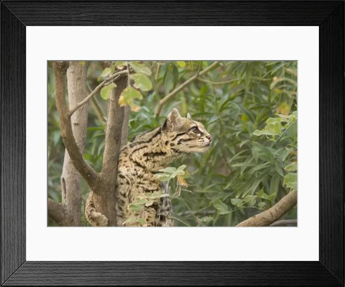 Framed Print : Picture No. 10760926 Framed Print : Picture No. 10760926
