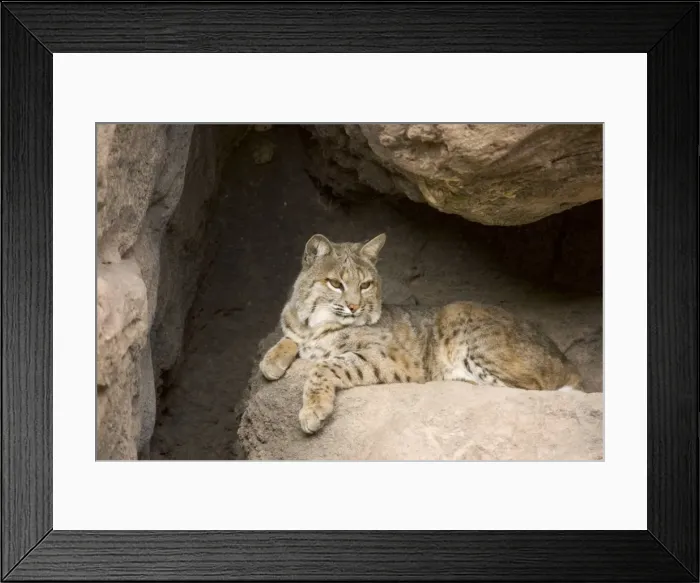 Framed Print : Picture No. 10760928