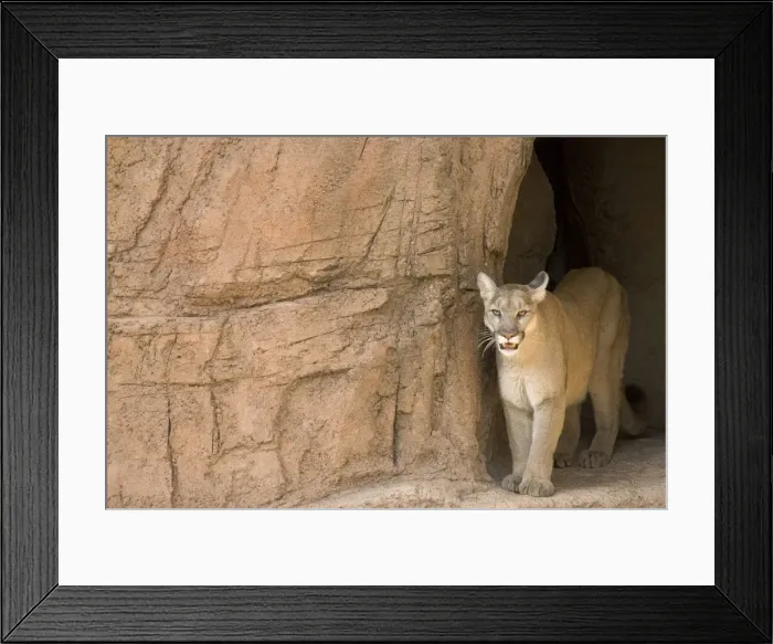 Framed Print : Picture No. 10760921 Framed Print : Picture No. 10760921