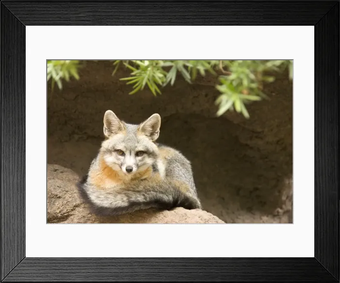 Framed Print : Picture No. 10760929 Framed Print : Picture No. 10760929