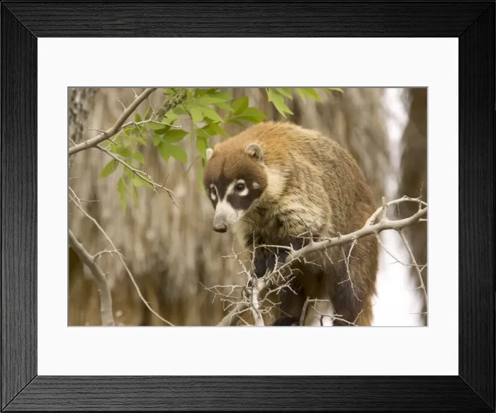 Framed Print : Picture No. 10760931 Framed Print : Picture No. 10760931