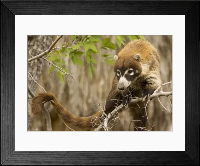 Framed Print : Picture No. 10760933