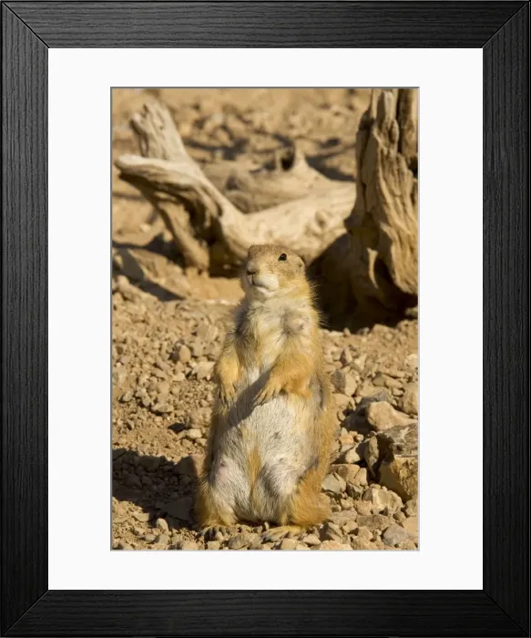 Framed Print : Picture No. 10760934 Framed Print : Picture No. 10760934