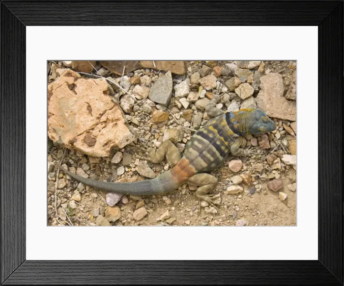 Framed Print : Picture No. 10760935 Framed Print : Picture No. 10760935