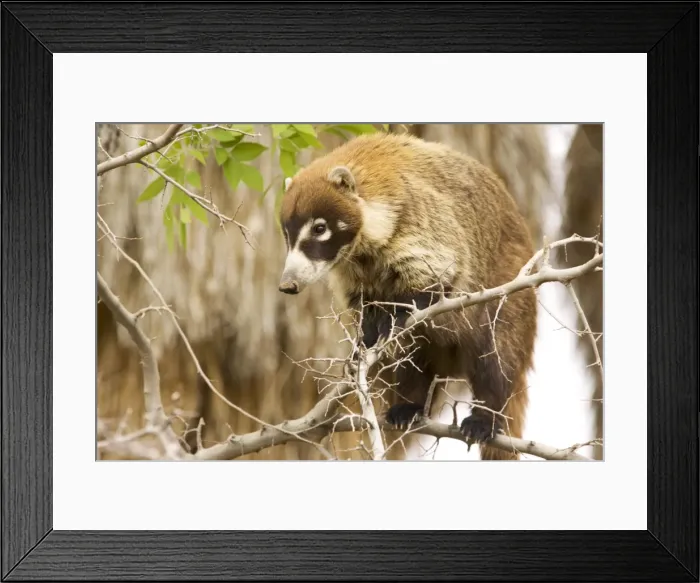 Framed Print : Picture No. 10760932
