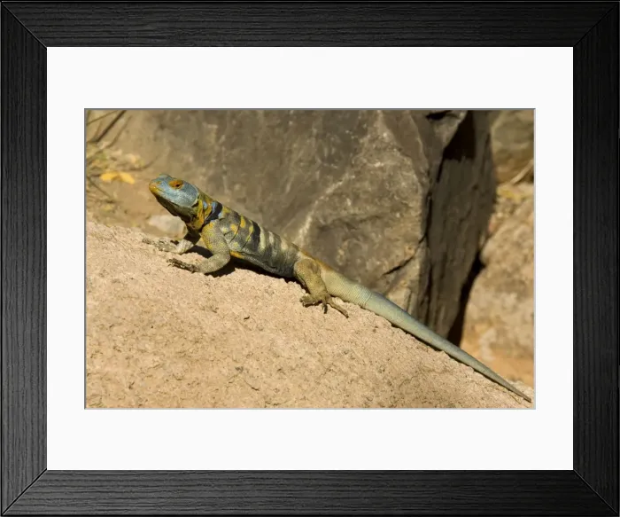 Framed Print : Picture No. 10760938 Framed Print : Picture No. 10760938