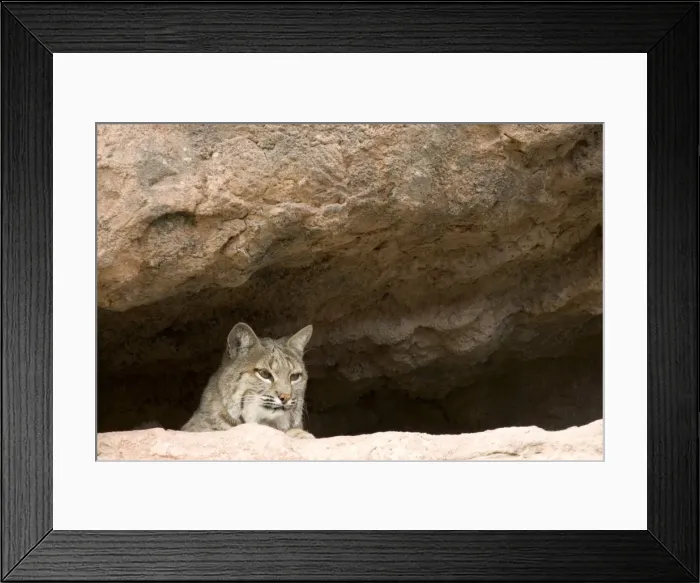 Framed Print : Picture No. 10760930 Framed Print : Picture No. 10760930