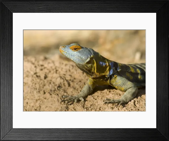 Framed Print : Picture No. 10760939 Framed Print : Picture No. 10760939