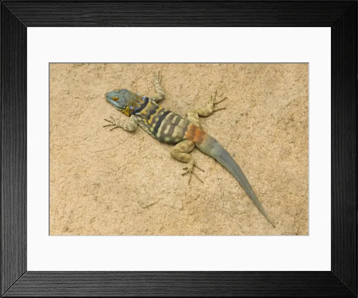 Framed Print : Picture No. 10760936 Framed Print : Picture No. 10760936