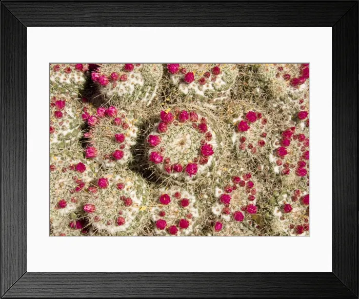 Framed Print : Picture No. 10760940 Framed Print : Picture No. 10760940