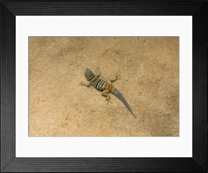 Framed Print : Picture No. 10760937 Framed Print : Picture No. 10760937
