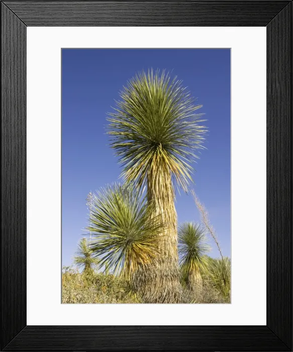Framed Print : Picture No. 10760945 Framed Print : Picture No. 10760945