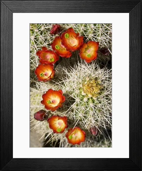 Framed Print : Picture No. 10761009 Framed Print : Picture No. 10761009