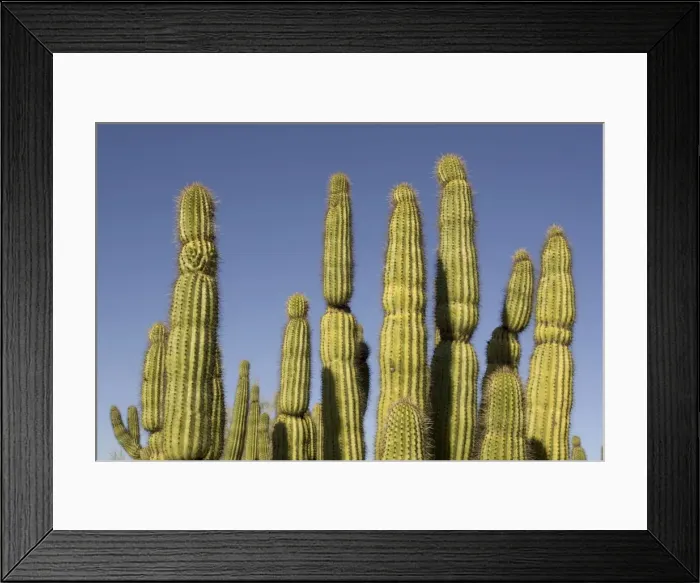 Framed Print : Picture No. 10760976 Framed Print : Picture No. 10760976