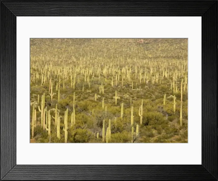 Framed Print : Picture No. 10760979