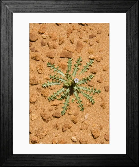 Framed Print : Picture No. 10760983 Framed Print : Picture No. 10760983