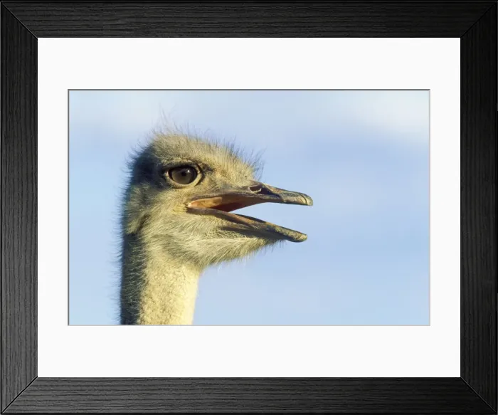 Framed Print : Picture No. 10761016 Framed Print : Picture No. 10761016