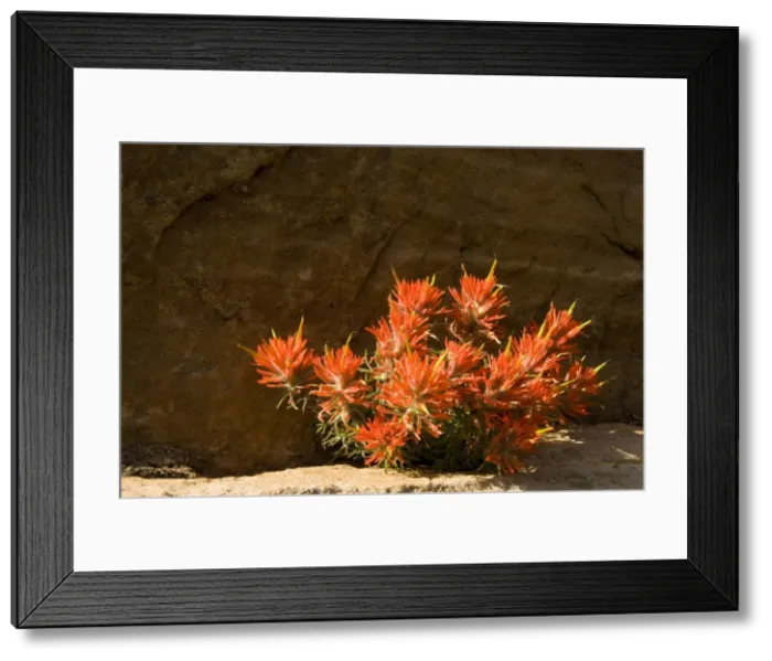Framed Print : Picture No. 10761007 Framed Print : Picture No. 10761007