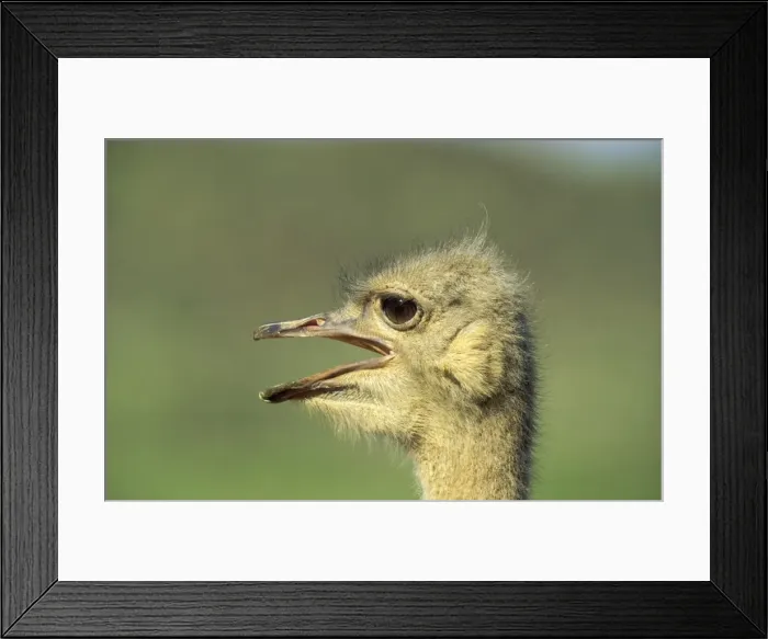 Framed Print : Picture No. 10761018 Framed Print : Picture No. 10761018