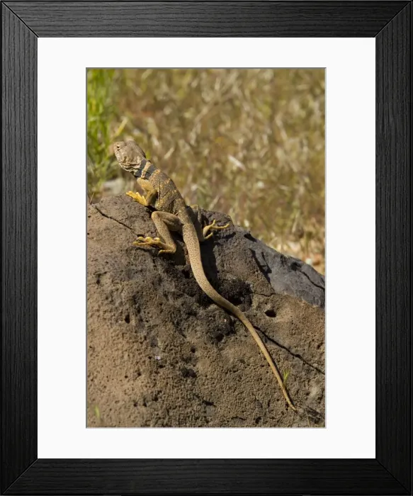 Framed Print : Picture No. 10761014 Framed Print : Picture No. 10761014