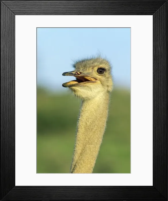 Framed Print : Picture No. 10761017 Framed Print : Picture No. 10761017