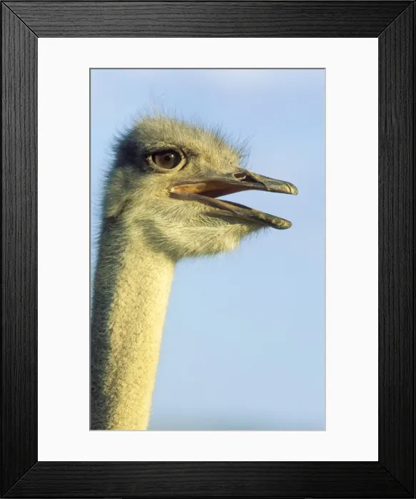 Framed Print : Picture No. 10761019 Framed Print : Picture No. 10761019
