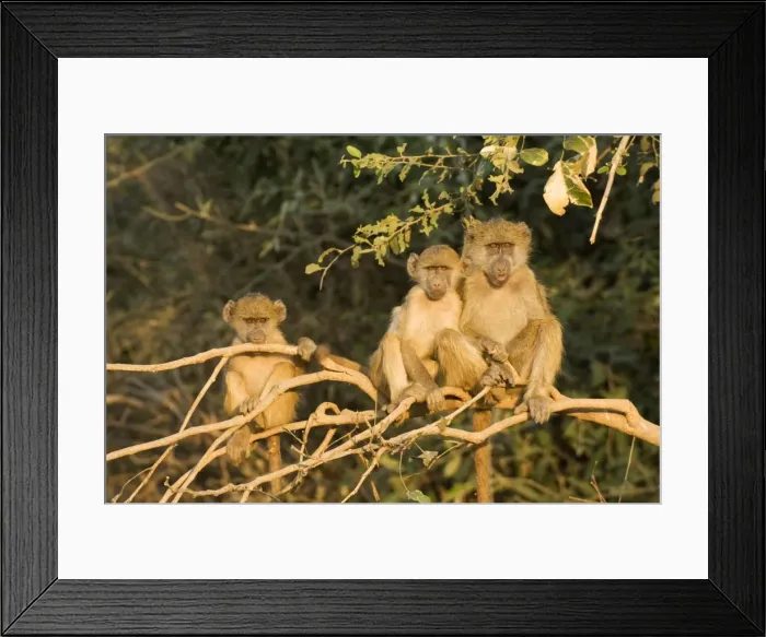 Framed Print : Picture No. 10761033 Framed Print : Picture No. 10761033
