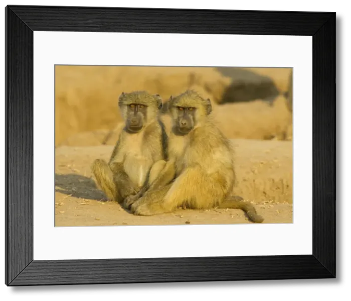 Framed Print : Picture No. 10761034 Framed Print : Picture No. 10761034